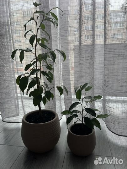 Фикус Бенджамина (денежное дерево)