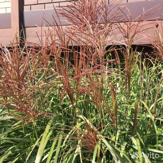 Злаки - Овсяница сизая Эйхорния