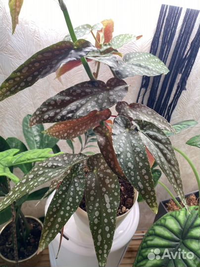 Бегония макулата