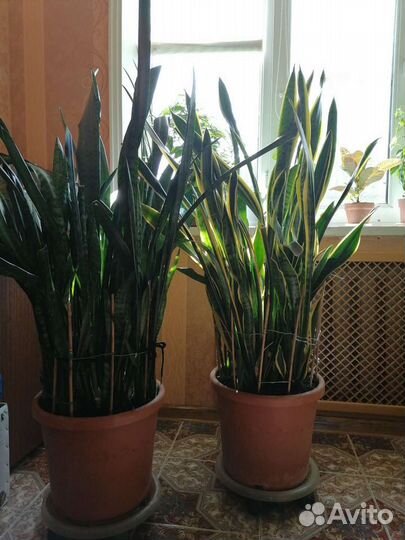 Сансевиерия сортовая
