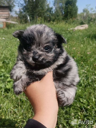 Мраморный шпиц