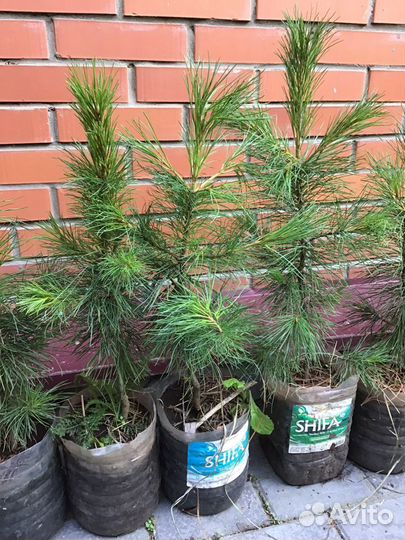 Кедр сибирский, саженцы, 8 лет