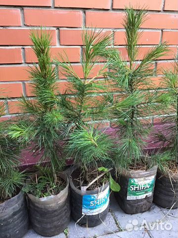 Кедр сибирский, саженцы, 8 лет