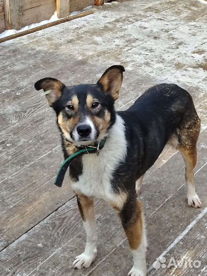 Пёс ищет дом