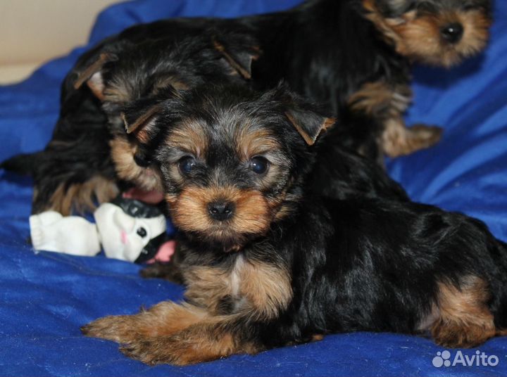 Щенки йорка мини