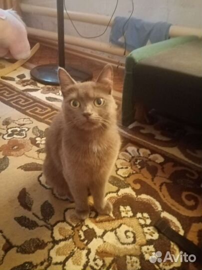 Котята от британской кошки