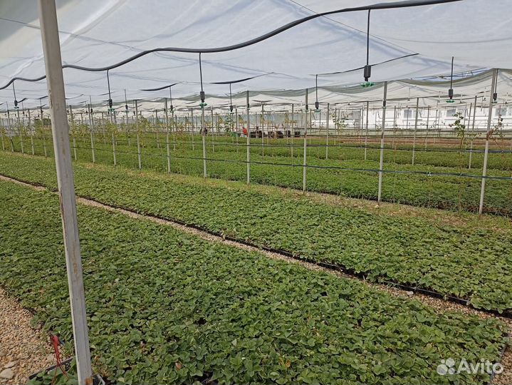 Рассада клубники предзаказ 2024 опт/розница