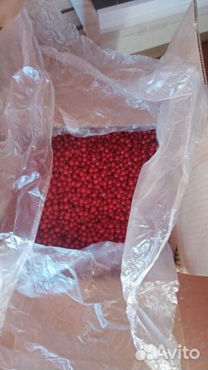 Калина ягода