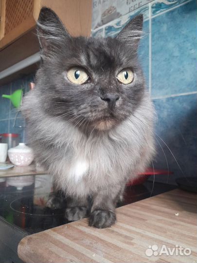 Коты в добрые руки