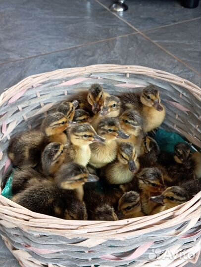 Утята кряковые