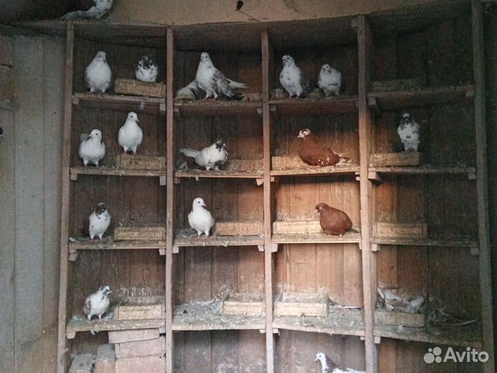 Продажа голубей