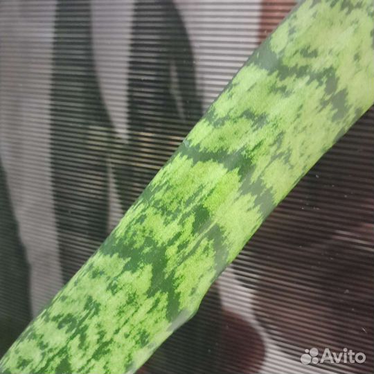 Сансевиерия сортовая