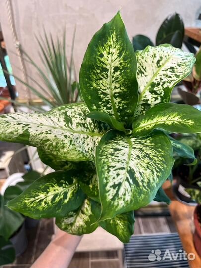 Диффенбахия кустовая