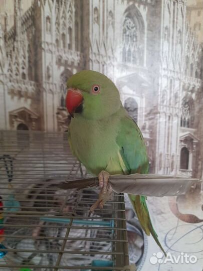 Ожереловый попугай