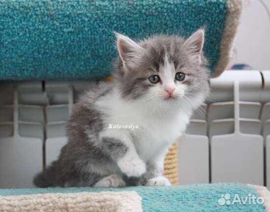 Сибирские котята