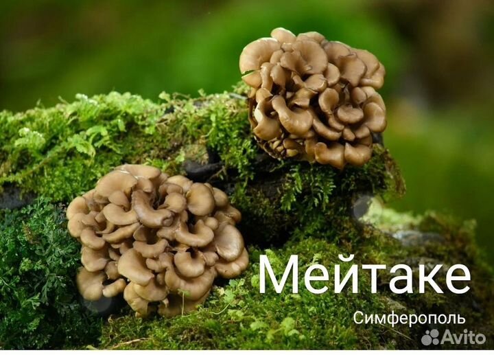 Дары/П Гриб Мейтаке шиитаке Веселка кордицепс мёд