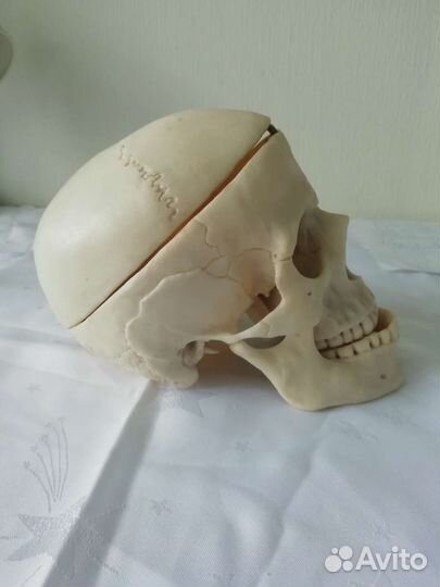 Модель черепа человека 1:1