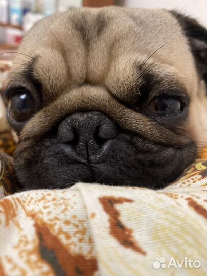 Мопс вязка мальчик