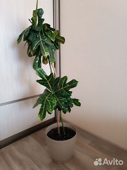 Кодиеум кротон