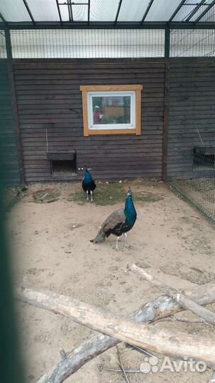 Павлин индийский