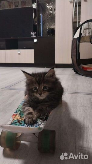 Котята мейн-кун