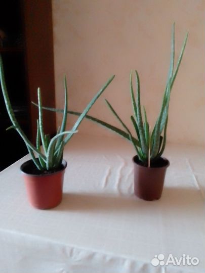 Алоэ вера 3 года