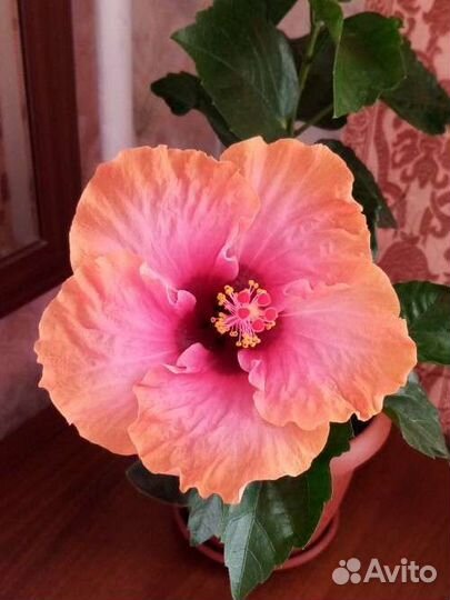 Гибискус сортовой