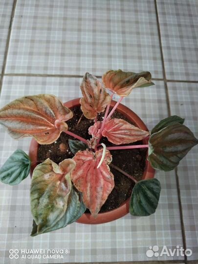 Пеперомии кустовые