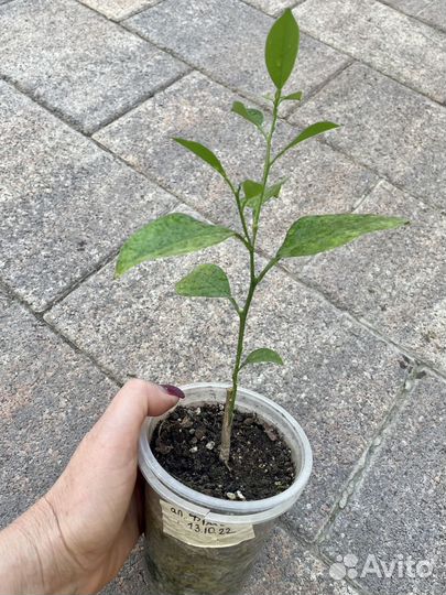 Цитрусы привитые