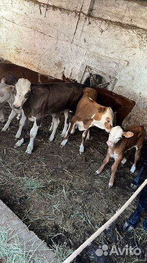 Бычки телки