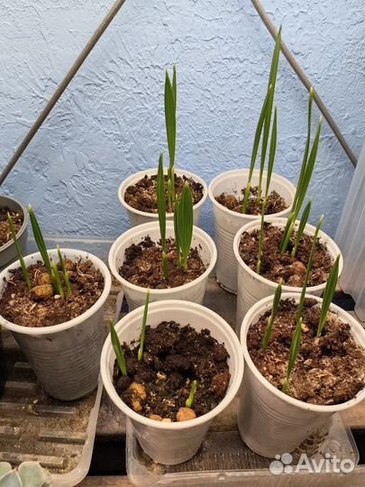 Финиковая пальма