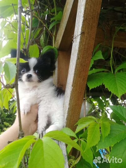 Чихуахуа мальчишка