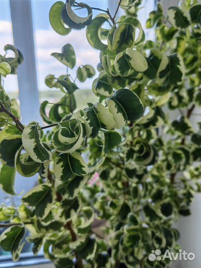 Комнатные растения