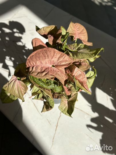 Аукуба, хлорофитум, сингониум комнатные цветы