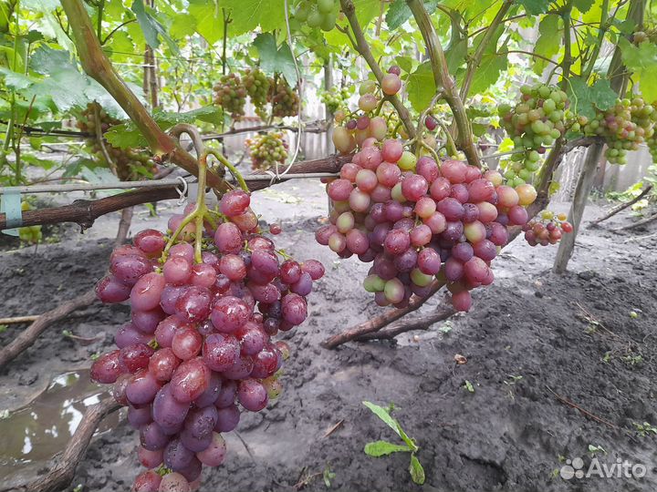 Черенки винограда