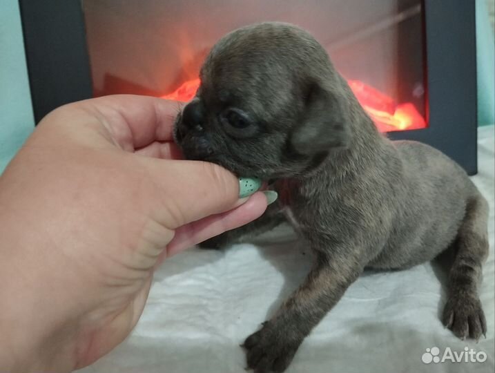 Французский бульдог щенки