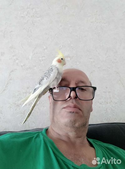Ручной говорящий попугай