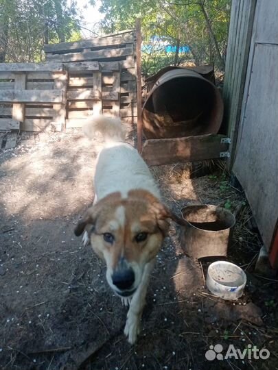 Отдам собаку, взрослый пес
