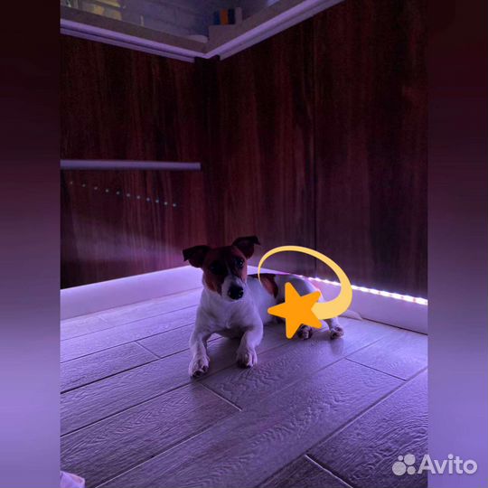 Вязка кобель джек рассел