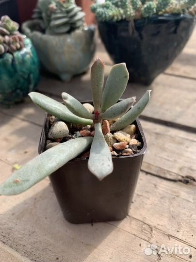 Адромискус