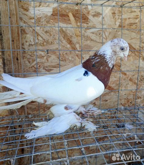 Бойные голуби