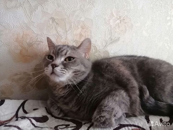 Кошка в дар