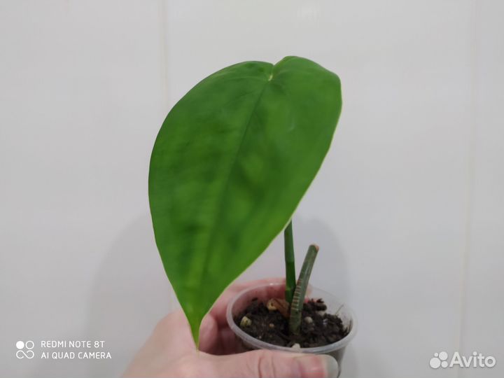 Сингониумы