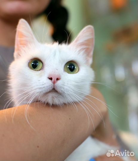 Снежанна - беляночка в дар добрым людям