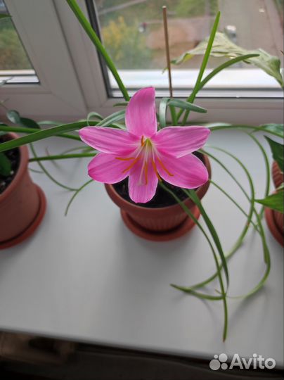 Зефирантес выскочка