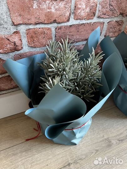 Рассада лаванды