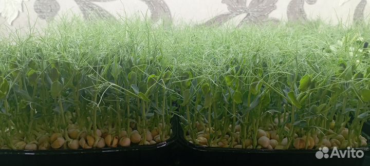 Микрозелень