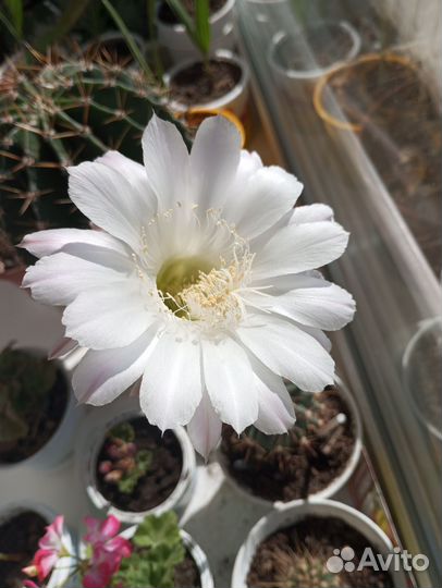 Большой цветущий кактус