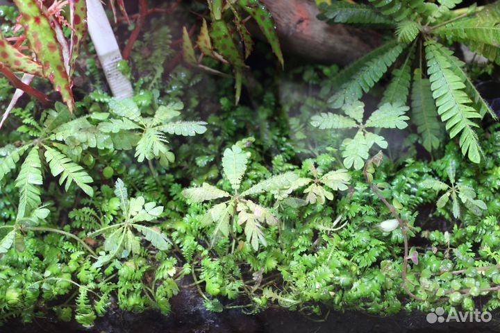 Биофитум для флорариума