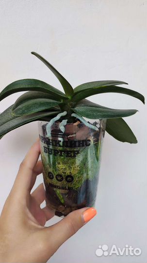 Орхидея фаленопсис